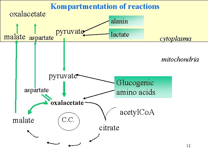 oxalacetate Kompartmentation of reactions alanin malate aspartate pyruvate lactate cytoplasma mitochondria pyruvate aspartate Glucogenic