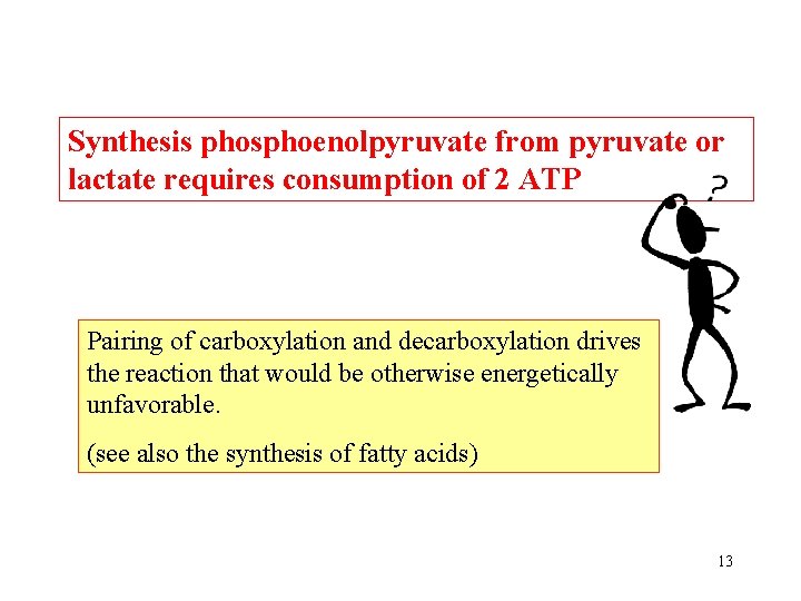 Synthesis phosphoenolpyruvate from pyruvate or lactate requires consumption of 2 ATP Pairing of carboxylation