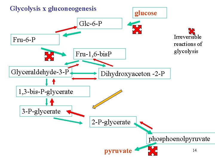 Glycolysis x gluconeogenesis glucose Glc-6 -P Irreversible reactions of glycolysis Fru-6 -P Fru-1, 6