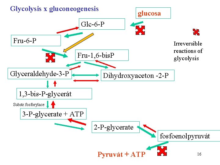 Glycolysis x gluconeogenesis glucosa Glc-6 -P Fru-6 -P Irreversible reactions of glycolysis Fru-1, 6