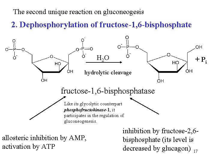 The second unique reaction on gluconeogesis 2. Dephosphorylation of fructose-1, 6 -bisphosphate H 2