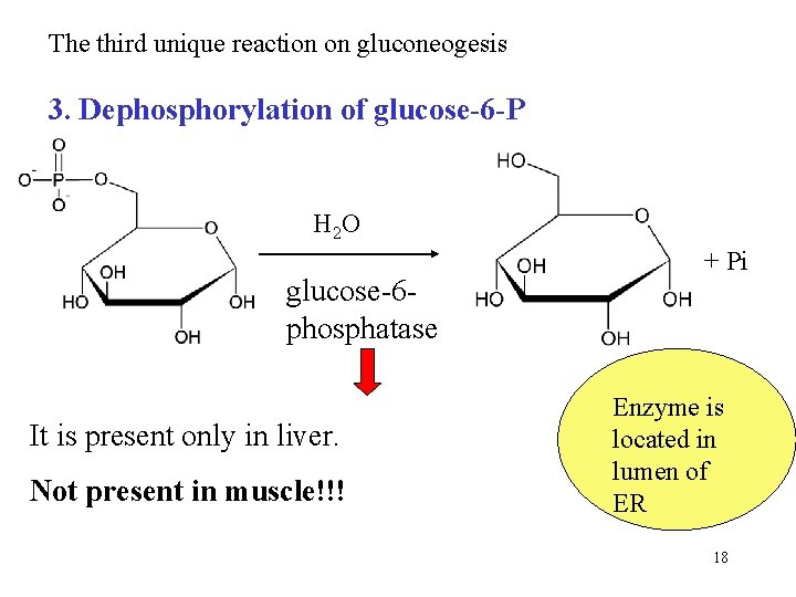 The third unique reaction on gluconeogesis 3. Dephosphorylation of glucose-6 -P H 2 O