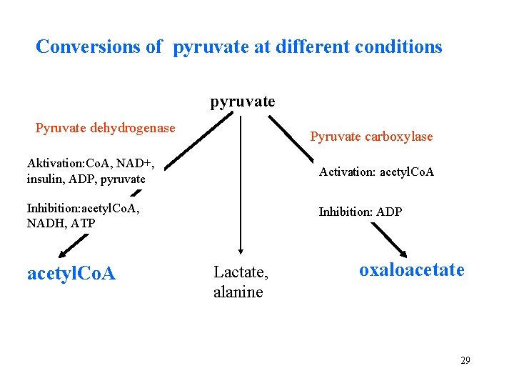 Conversions of pyruvate at different conditions pyruvate Pyruvate dehydrogenase Pyruvate carboxylase Aktivation: Co. A,