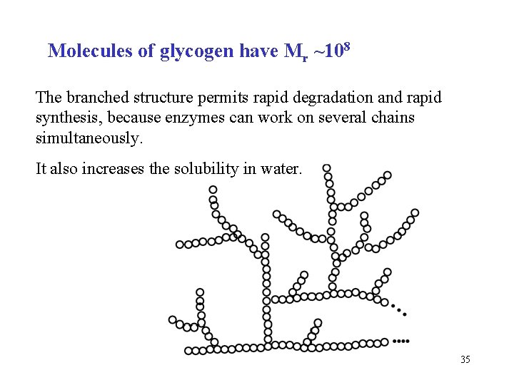 Molecules of glycogen have Mr ~108 The branched structure permits rapid degradation and rapid