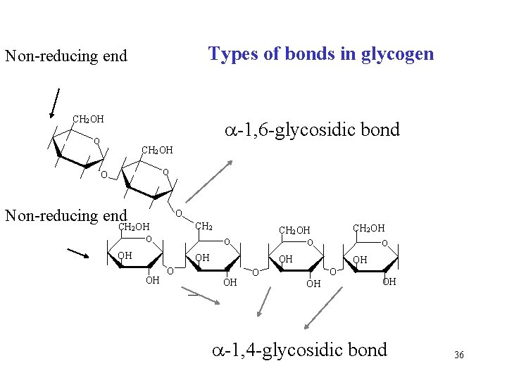 Types of bonds in glycogen Non-reducing end CH 2 OH -1, 6 -glycosidic bond
