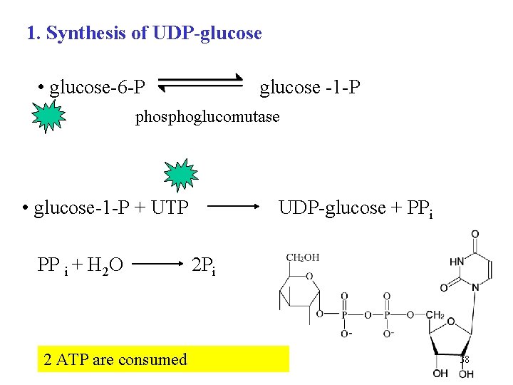 1. Synthesis of UDP-glucose • glucose-6 -P glucose -1 -P phosphoglucomutase • glucose-1 -P