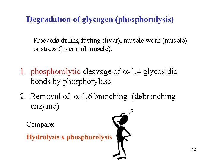 Degradation of glycogen (phosphorolysis) Proceeds during fasting (liver), muscle work (muscle) or stress (liver