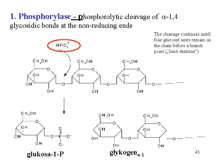 1. Phosphorylase - phosphorolytic cleavage of -1, 4 glycosidic bonds at the non-reducing ends
