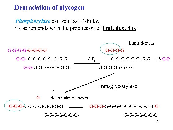 Degradation of glycogen Phosphorylase can split α-1, 4 -links, its action ends with the