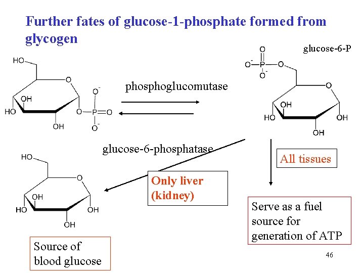 Further fates of glucose-1 -phosphate formed from glycogen glucose-6 -P phosphoglucomutase glucose-6 -phosphatase Only