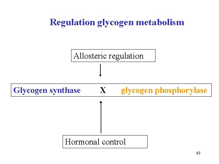 Regulation glycogen metabolism Allosteric regulation Glycogen synthase X glycogen phosphorylase Hormonal control 49 