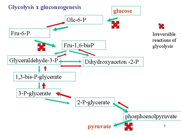 Glycolysis x gluconeogenesis glucose Glc-6 -P Fru-6 -P Irreversible reactions of glycolysis Fru-1, 6