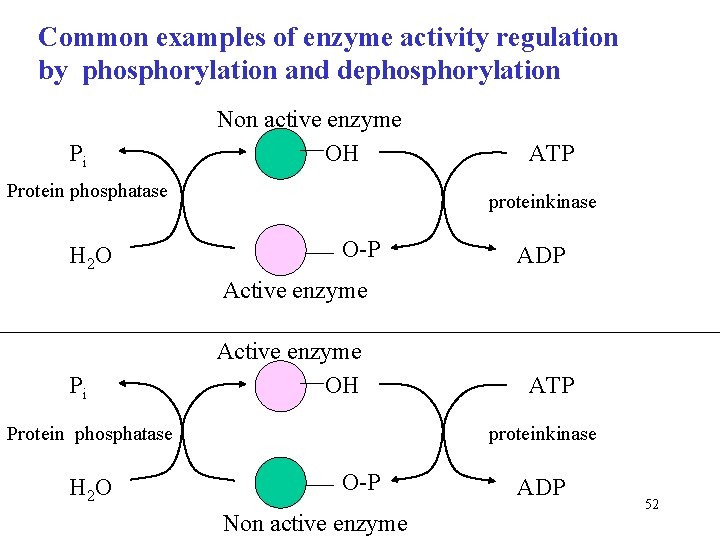 Common examples of enzyme activity regulation by phosphorylation and dephosphorylation Pi Non active enzyme