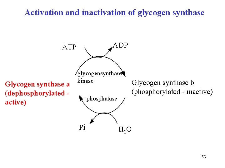 Activation and inactivation of glycogen synthase ADP ATP Glycogen synthase a (dephosphorylated active) glycogensynthase