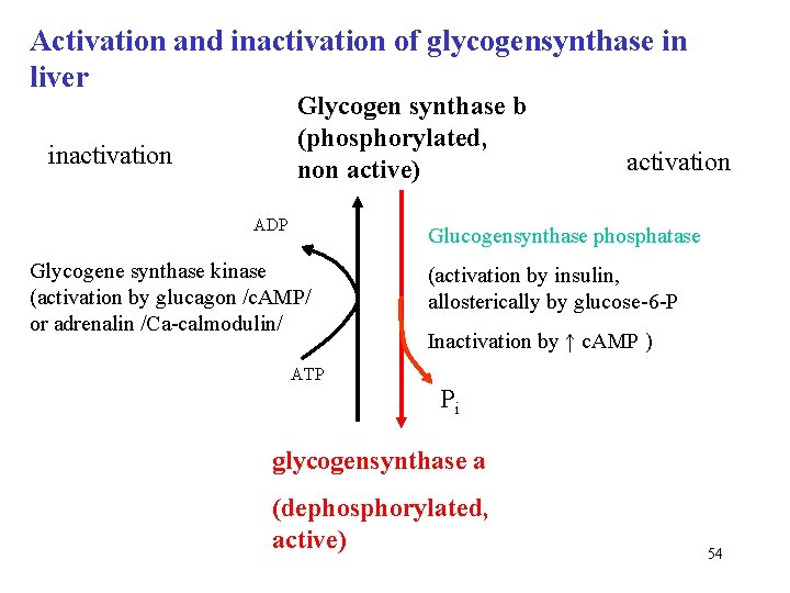 Activation and inactivation of glycogensynthase in liver Glycogen synthase b (phosphorylated, non active) inactivation