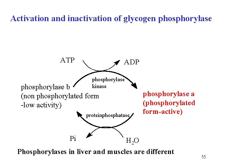 Activation and inactivation of glycogen phosphorylase ATP ADP phosphorylase kinase phosphorylase b (non phosphorylated