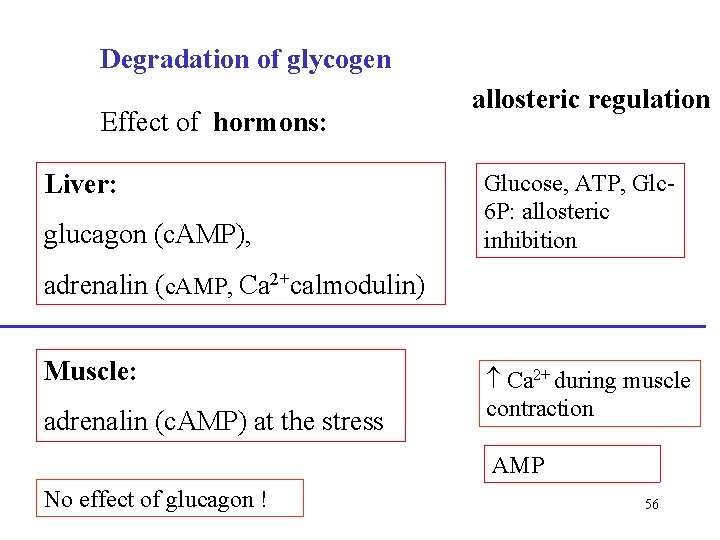 Degradation of glycogen Effect of hormons: Liver: glucagon (c. AMP), allosteric regulation Glucose, ATP,