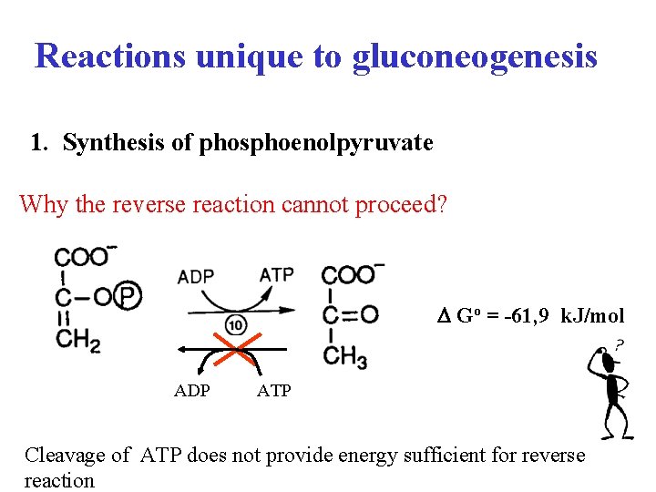 Reactions unique to gluconeogenesis 1. Synthesis of phosphoenolpyruvate Why the reverse reaction cannot proceed?