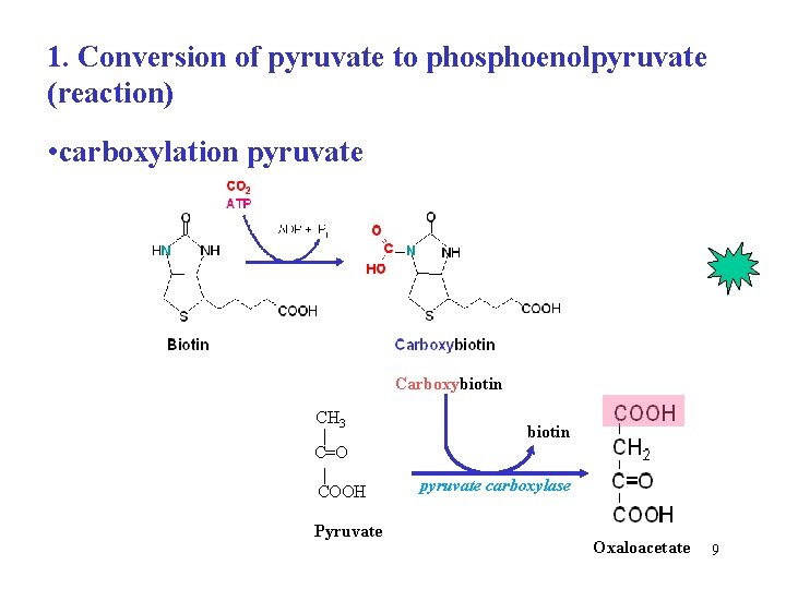 1. Conversion of pyruvate to phosphoenolpyruvate (reaction) • carboxylation pyruvate Carboxybiotin CH 3 biotin