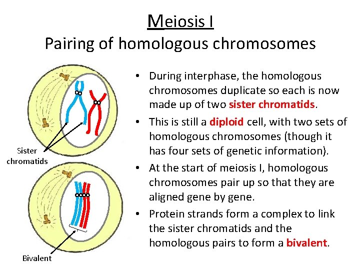 Meiosis I Pairing of homologous chromosomes Sister chromatids Bivalent • During interphase, the homologous