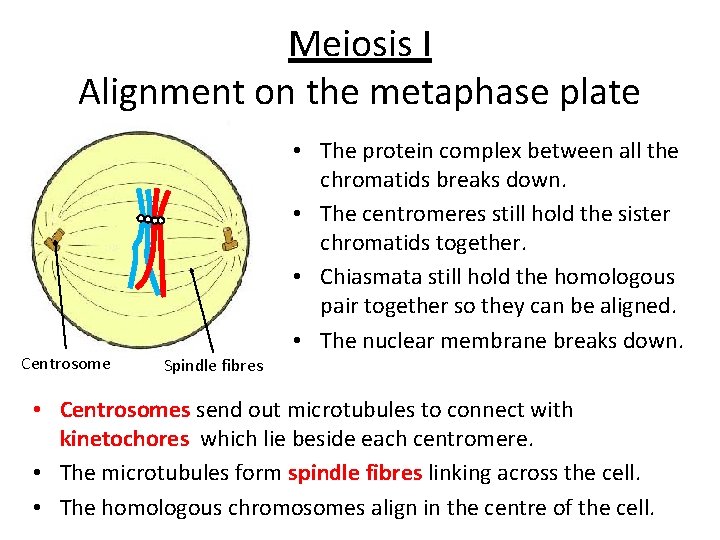Meiosis I Alignment on the metaphase plate Centrosome Spindle fibres • The protein complex