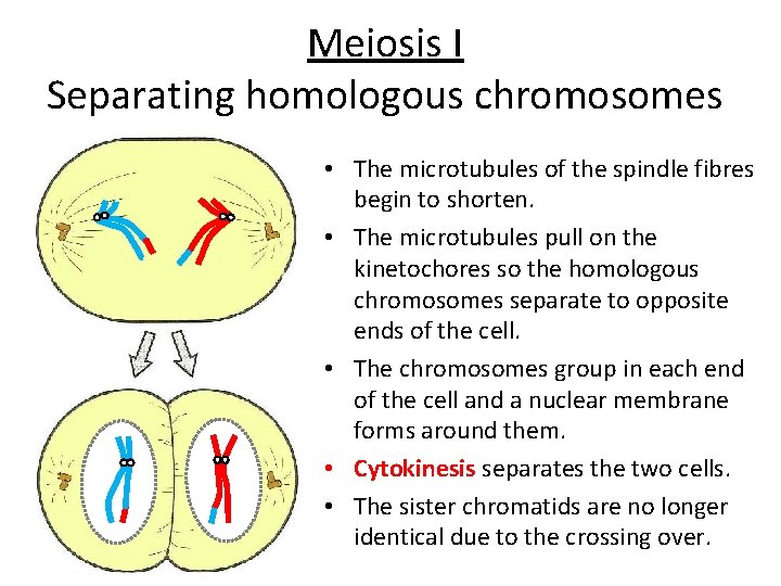 Meiosis I Separating homologous chromosomes • The microtubules of the spindle fibres begin to