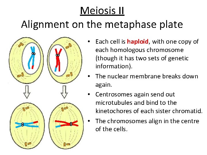 Meiosis II Alignment on the metaphase plate • Each cell is haploid, with one