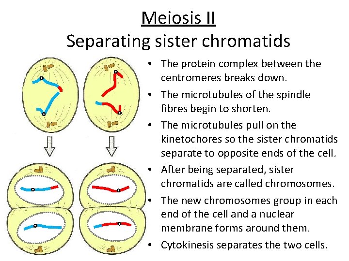 Meiosis II Separating sister chromatids • The protein complex between the centromeres breaks down.