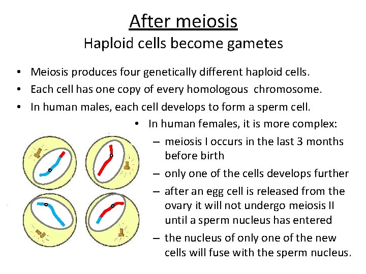 After meiosis Haploid cells become gametes • Meiosis produces four genetically different haploid cells.