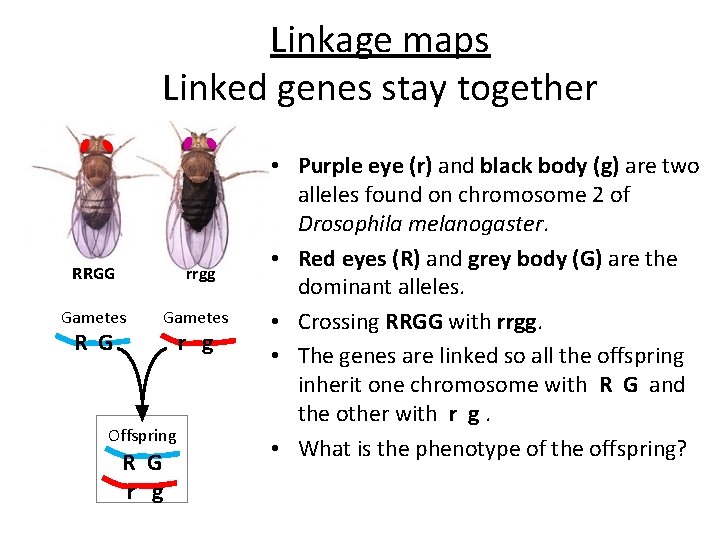 Linkage maps Linked genes stay together RRGG rrgg Gametes R G Offspring R G