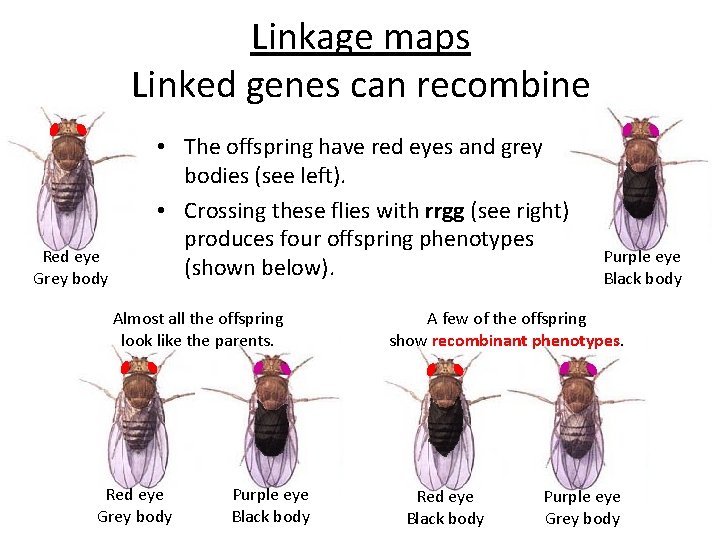 Linkage maps Linked genes can recombine Red eye Grey body • The offspring have