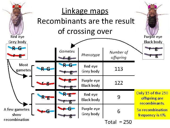 Red eye Grey body Linkage maps Recombinants are the result of crossing over R