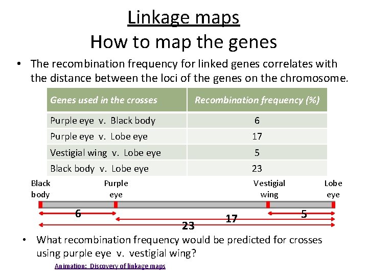 Linkage maps How to map the genes • The recombination frequency for linked genes