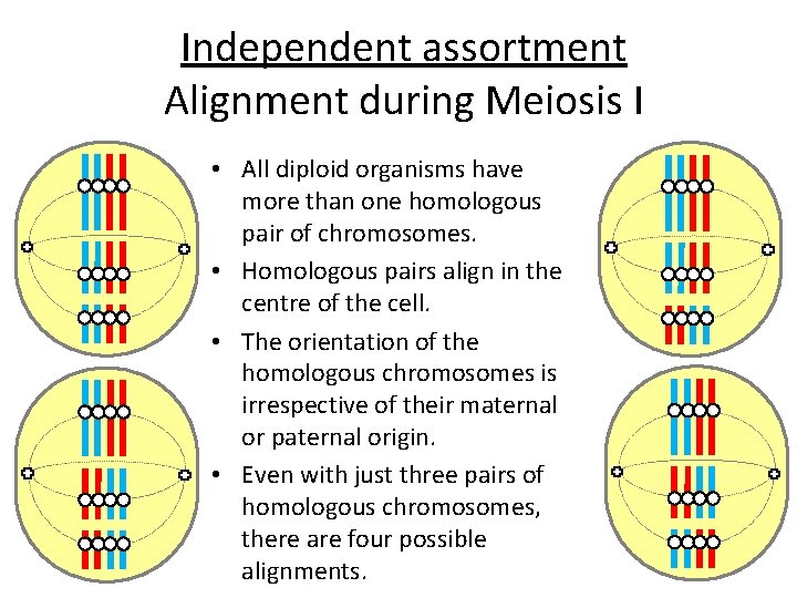 Independent assortment Alignment during Meiosis I • All diploid organisms have more than one