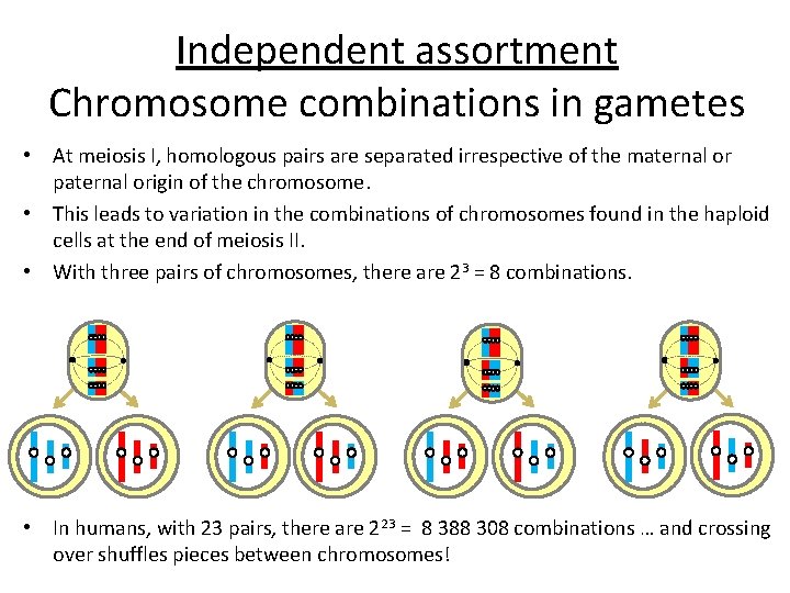 Independent assortment Chromosome combinations in gametes • At meiosis I, homologous pairs are separated