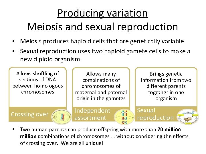 Producing variation Meiosis and sexual reproduction • Meiosis produces haploid cells that are genetically