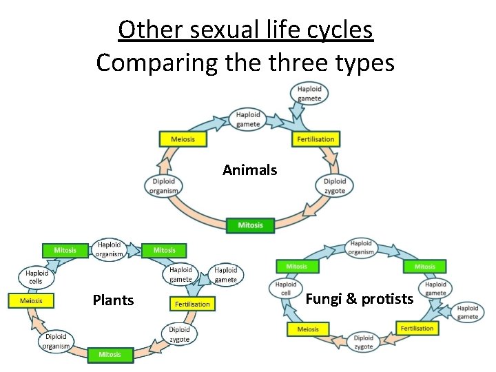 Other sexual life cycles Comparing the three types Animals Plants Fungi & protists 