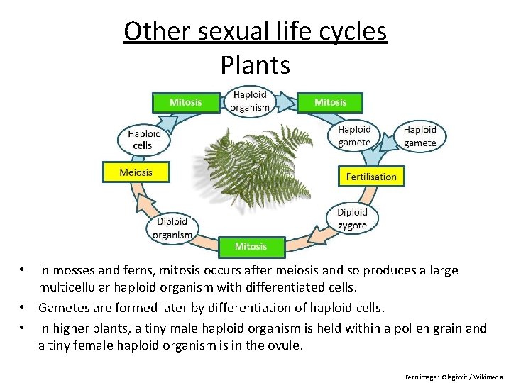 Other sexual life cycles Plants • In mosses and ferns, mitosis occurs after meiosis