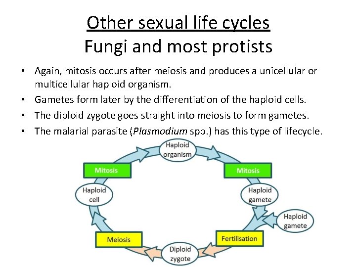Other sexual life cycles Fungi and most protists • Again, mitosis occurs after meiosis
