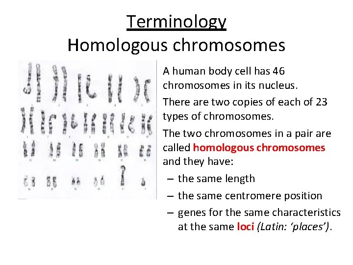 Terminology Homologous chromosomes • A human body cell has 46 chromosomes in its nucleus.