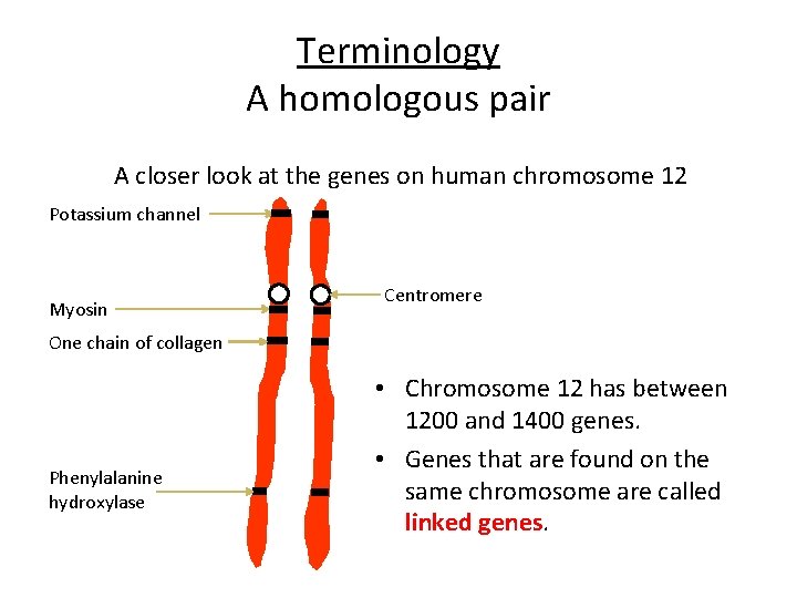 Terminology A homologous pair A closer look at the genes on human chromosome 12