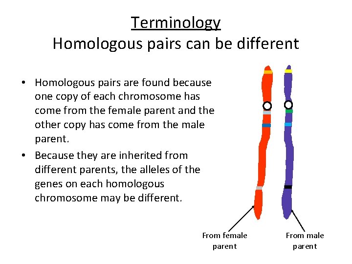 Terminology Homologous pairs can be different • Homologous pairs are found because one copy
