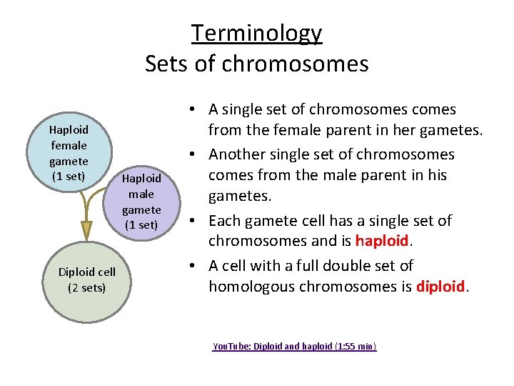 Terminology Sets of chromosomes Haploid female gamete (1 set) Diploid cell (2 sets) Haploid