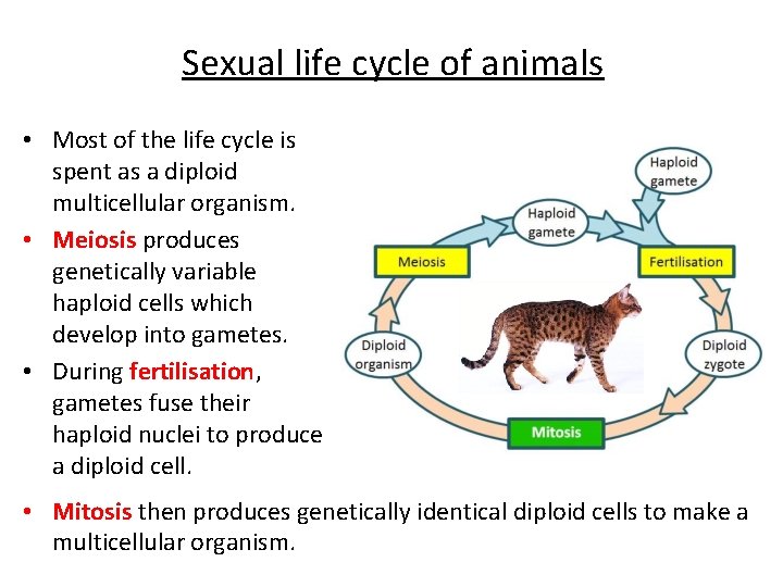 Sexual life cycle of animals • Most of the life cycle is spent as