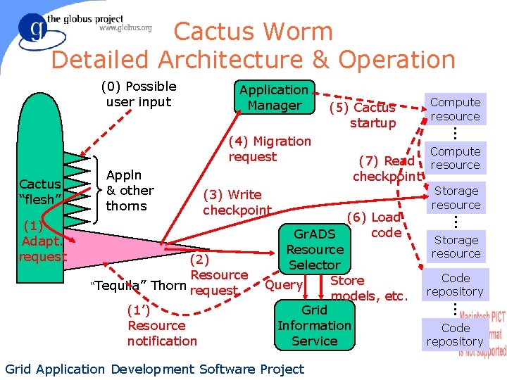 Cactus Worm Detailed Architecture & Operation (0) Possible user input Application Manager Cactus “flesh”