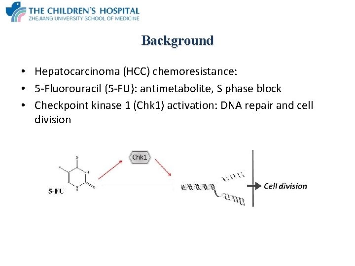 Background • Hepatocarcinoma (HCC) chemoresistance: • 5 -Fluorouracil (5 -FU): antimetabolite, S phase block