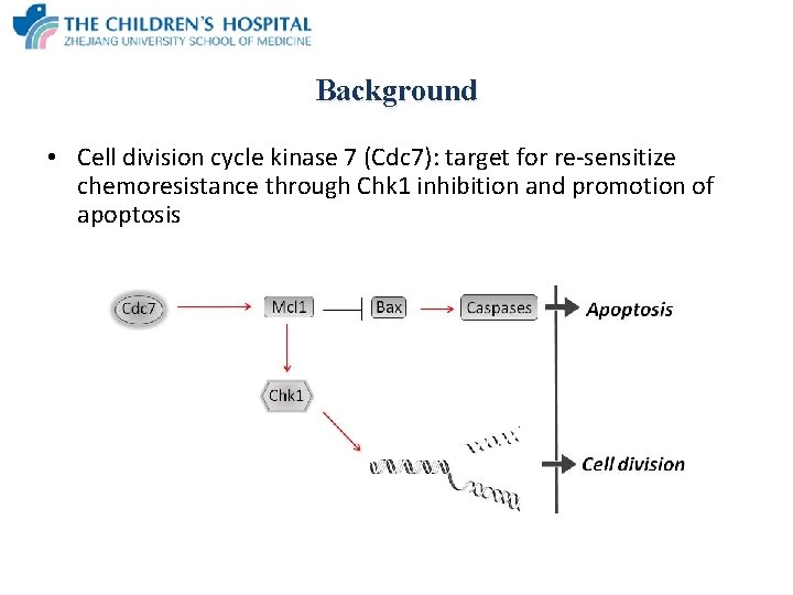 Background • Cell division cycle kinase 7 (Cdc 7): target for re-sensitize chemoresistance through