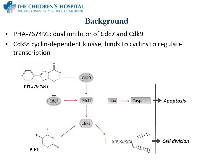Background • PHA-767491: dual inhibitor of Cdc 7 and Cdk 9 • Cdk 9:
