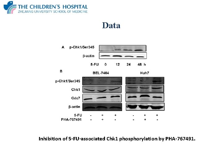 Data Inhibition of 5 -FU-associated Chk 1 phosphorylation by PHA-767491. 