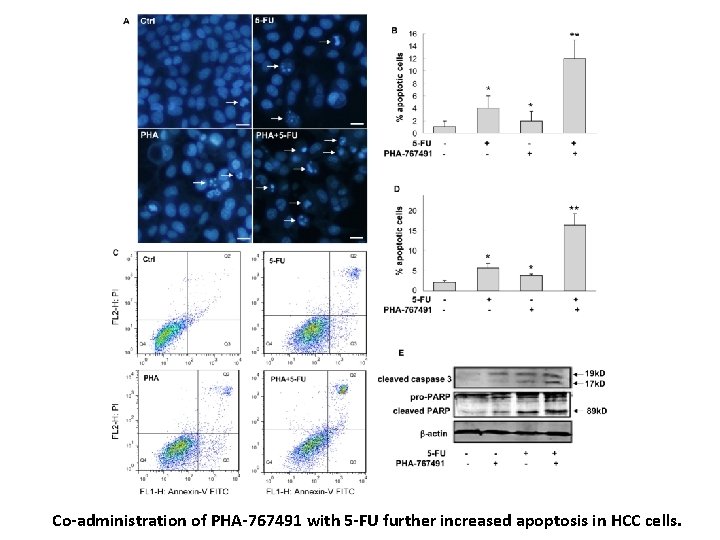 Co-administration of PHA-767491 with 5 -FU further increased apoptosis in HCC cells. 